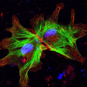 IBB-BSIRG_CTNT e 633.lif_9Snapshot1