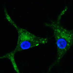 IBB-BSIRG_Series127Snapshot1