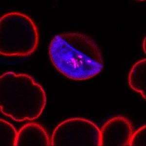 IBB-BSIRG_parasita2.lif_Overlay002Snapshot1