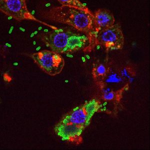 IBB-BSIRG_wt_8h.lif_Series019Snapshot1