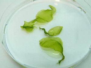 IBB-BSRG_7marineAlga