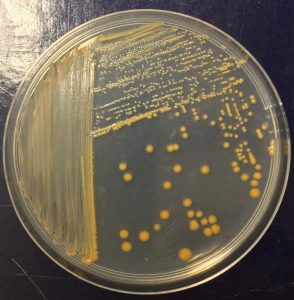 IBB-BSRG_958A9BCB-3854-46A0-A76A-362E96D28087