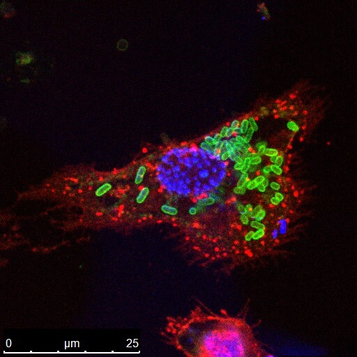 Biological Sciences Research Group