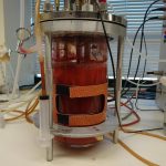 Candida boidinii isolates from olive curation water: a promising platform for methanol-based biomanufacturing