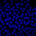 Researchers from iBB at the International Society for Stem Cell Research meeting