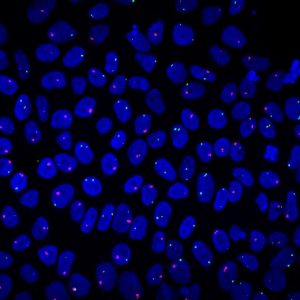 Researchers from iBB at the International Society for Stem Cell Research meeting