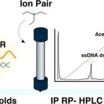 Quantification of ssDNA Scaffold Production by Ion-Pair Reverse Phase Chromatography