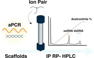Quantification of ssDNA Scaffold Production by Ion-Pair Reverse Phase Chromatography