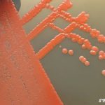 Highlights from Coral Symbiotic Bacteria at Würzburg Congress and GEOMAR Visit