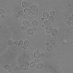 Candida boidinii isolates from olive curation water: a promising platform for methanol-based biomanufacturing