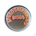 The Portuguese Blue Biobank: Introducing 𝘚𝘱𝘰𝘳𝘰𝘣𝘰𝘭𝘰𝘮𝘺𝘤𝘦𝘴 𝘳𝘰𝘴𝘦𝘶𝘴