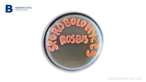 The Portuguese Blue Biobank: Introducing 𝘚𝘱𝘰𝘳𝘰𝘣𝘰𝘭𝘰𝘮𝘺𝘤𝘦𝘴 𝘳𝘰𝘴𝘦𝘶𝘴