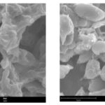 Cell envelope and stress-responsive pathways underlie an evolved oleaginous Rhodotorula toruloides strain multi-stress tolerance