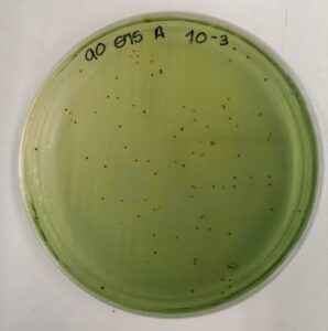 Transforming Whey Into Value: Progress in the BIOSUCC Project