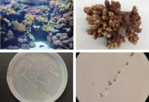 Genome sequences of four novel Endozoicomonas strains from corals of Oceanário de Lisboa