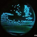Blue Treasure: Aliivibrio sp. EL57,  a bioluminescent bacteria