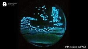 Blue Treasure: Aliivibrio sp. EL57,  a bioluminescent bacteria