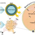 Wireless Stimulation of Barium Titanate@PEDOT Nanoparticles
