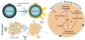 Wireless Stimulation of Barium Titanate@PEDOT Nanoparticles