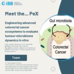 Exploratory Project (PeX): Engineering advanced colorectal cancer ecosystems to evaluate tumour-microbiome dynamics in vitro