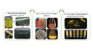 Culturable Yeast Diversity Associated with Industrial Cultures of the Microalga Microchloropsis gaditana and Their Ability to Produce Lipids and Biosurfactants