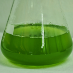 Fermentation improves nutritional and functional qualities of the macroalga Ulva rigida