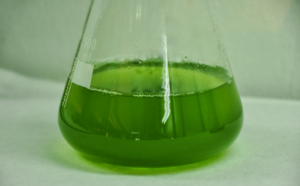 Fermentation improves nutritional and functional qualities of the macroalga Ulva rigida