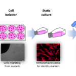 Microalgae-enriched (bio)inks for 3D bioprinting of cultured seafood