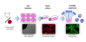 Advancing Bladder Tissue Engineering through Xeno-free Cell Manufacturing