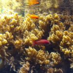 Fermentation improves nutritional and functional qualities of the macroalga Ulva rigida