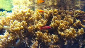 Meet Endozoicomonas lisbonensis – a novel marine bacterium isolated from the soft coral Litophyton sp., thriving in the tropical coral exhibition at Oceanário de Lisboa!