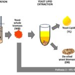 From eucalyptus bark hydrolysates to sustainable aviation fuel precursors using the oleaginous yeast Rhodotorula toruloides PYCC 5615