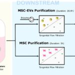 Operational and economic evaluation of future mesenchymal stromal cells-derived extracellular vesicles (MSC-EVs) therapies