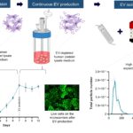 A scalable, xenogeneic-free stirred tank reactor platform for continuous production of mesenchymal-stromal-cell-derived extracellular vesicles