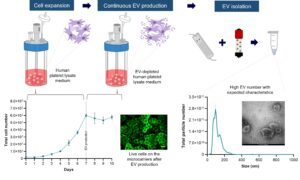 A scalable, xenogeneic-free stirred tank reactor platform for continuous production of mesenchymal-stromal-cell-derived extracellular vesicles