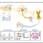 Early Career Researchers Share Their Scientific work