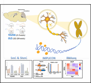 Exploring the stability of Genomic Imprinting and X-Chromosome Inactivation in the Aged Brain