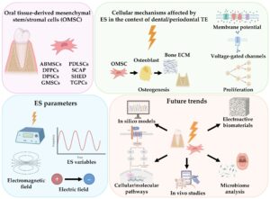 Electrical Stimulation of Oral Tissue-Derived Stem Cells: Unlocking New Potential for Dental and Periodontal Regeneration