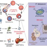 Just Published in Science: A Metabolite-Based Resistance Mechanism Against Malaria