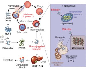 Just Published in Science: A Metabolite-Based Resistance Mechanism Against Malaria