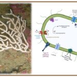 New Genome, New Insights: Genome Sequence of Coral Symbiont Roseobacter sp. EG26 Sheds Light on Host Adaptation