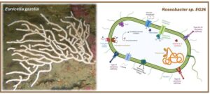New Genome, New Insights: Genome Sequence of Coral Symbiont Roseobacter sp. EG26 Sheds Light on Host Adaptation