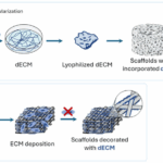 Synthetic Scaffolds Functionalized with Mesenchymal Stem/Stromal Cell-Derived Extracellular Matrix for Bone Tissue Engineering