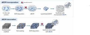 Synthetic Scaffolds Functionalized with Mesenchymal Stem/Stromal Cell-Derived Extracellular Matrix for Bone Tissue Engineering
