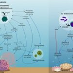 New review article on the bacterial family Endozoicomonadaceae in marine symbioses published