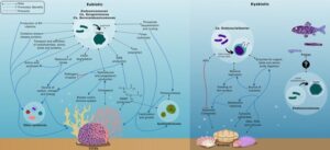 New review article on the bacterial family Endozoicomonadaceae in marine symbioses published