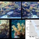 Screening of a Combinatorial Library of Triazine-Scaffolded Dipeptide-Mimic Affinity Ligands to Bind Plasmid DNA