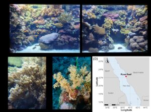 Between Reefs and Aquaria: Microbial Similarities in Octocorals