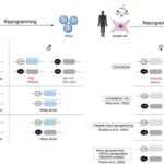 Inhalable N-Acetylcysteine-Loaded Lactose-Coated PLGA Nanoparticles for Tuberculosis Treatment