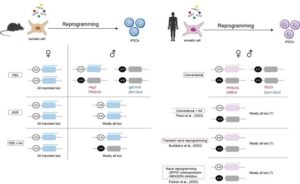 Why are imprints unstable in pluripotent stem cells?